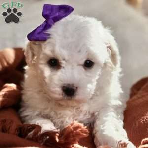 Bridget, Bichon Frise Puppy